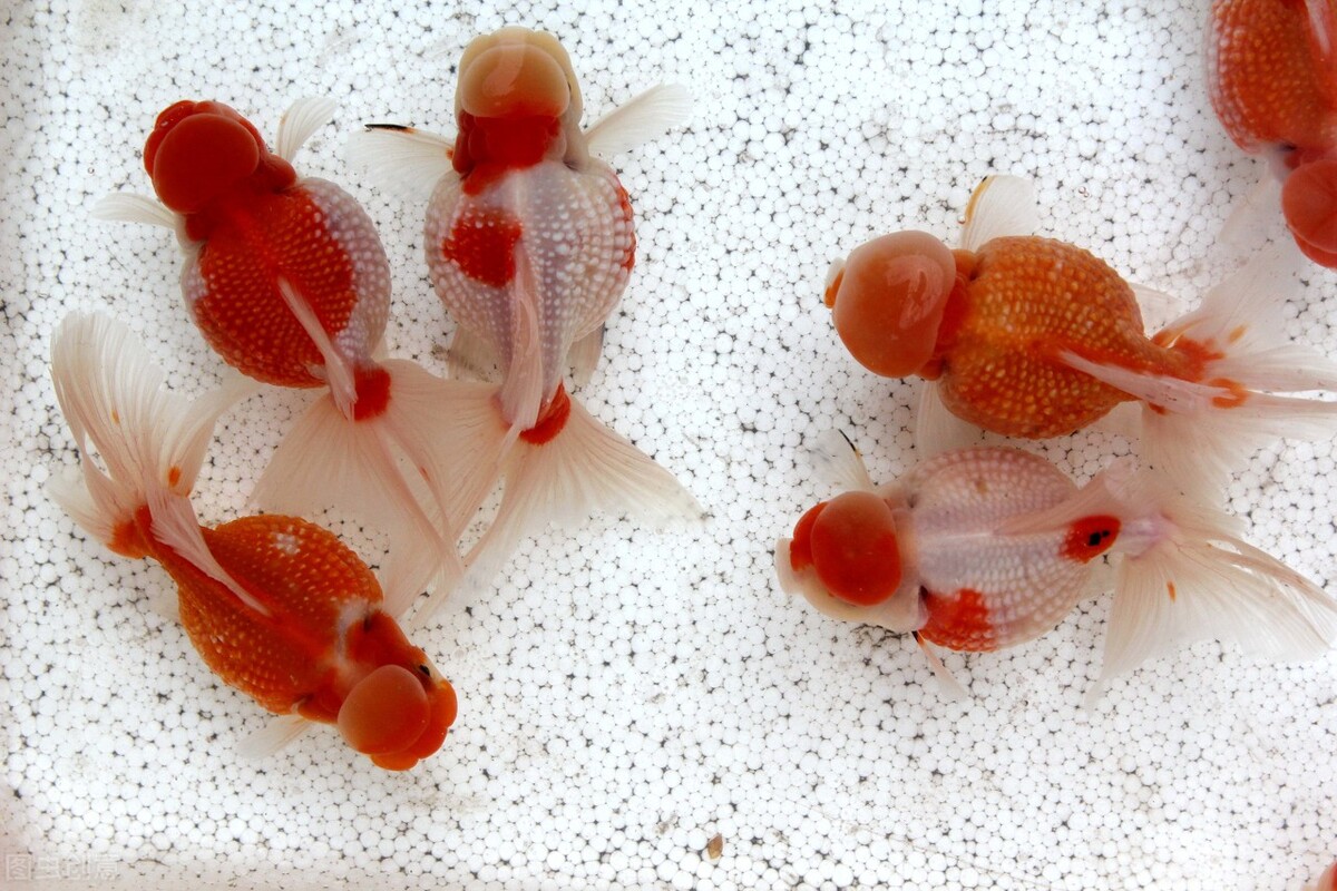 养金鱼怎么做到不用打氧和过滤,不打氧怎么养金鱼才养得活