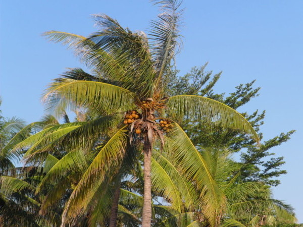 冬季三亚旅游攻略 (七月份去三亚旅行攻略路线推荐)