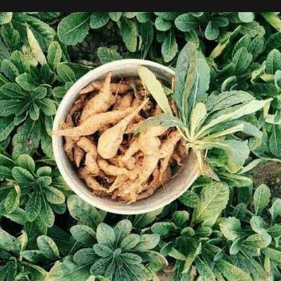 地黄别名叫生地,中药地黄功效及别名大全图