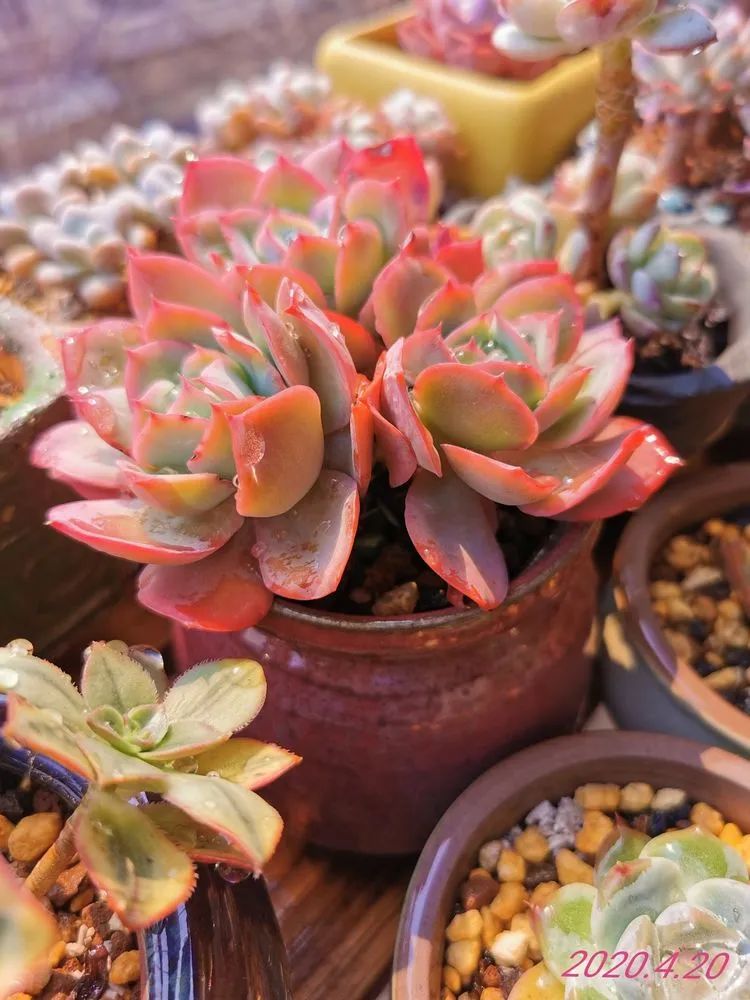 养多肉的人生感悟,人生如同养花