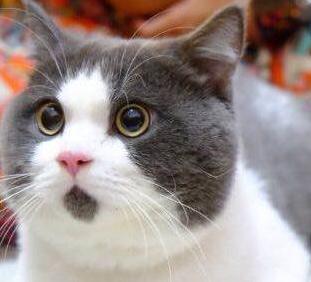 英国短毛猫什么毛色好,英国短毛猫十种受欢迎的毛色