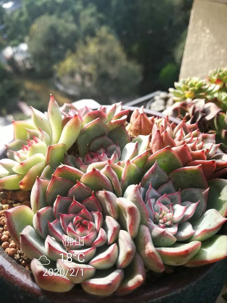 一杯清茶一道暖阳,一杯清茶温暖的时光