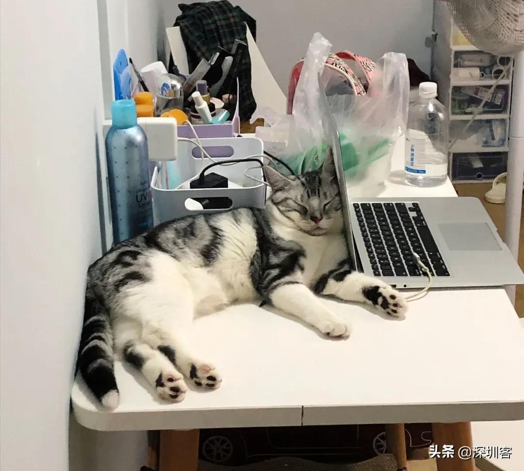 深圳猫市,深圳猫市场