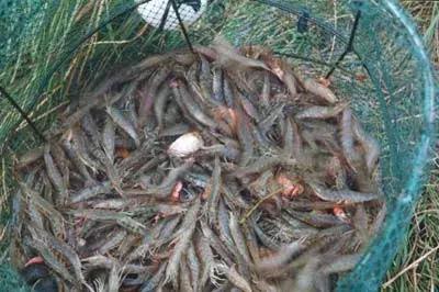 对虾白斑病对罗氏沼虾有影响吗,对虾白斑病来袭养殖户该如何预防