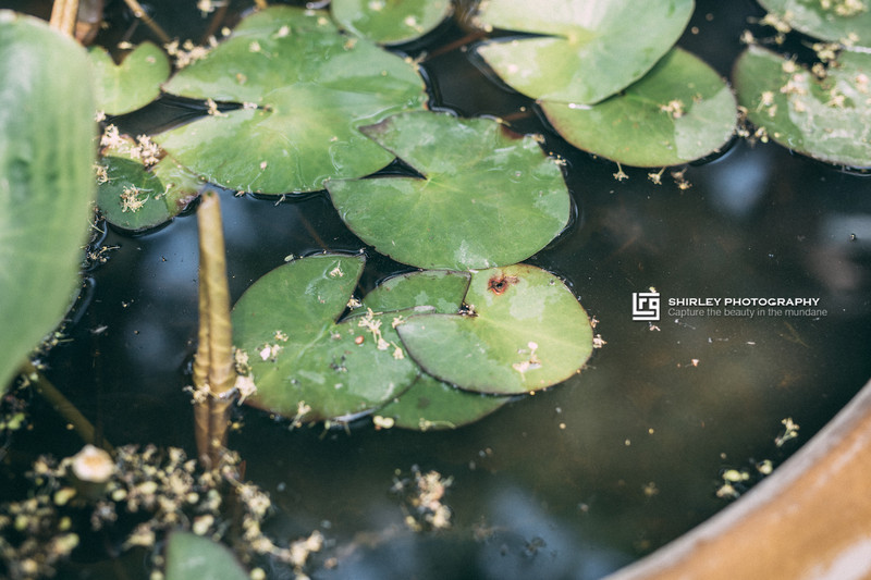 苏州旅游最不能错过的江南园林,留园拙政园是苏州著名的园林