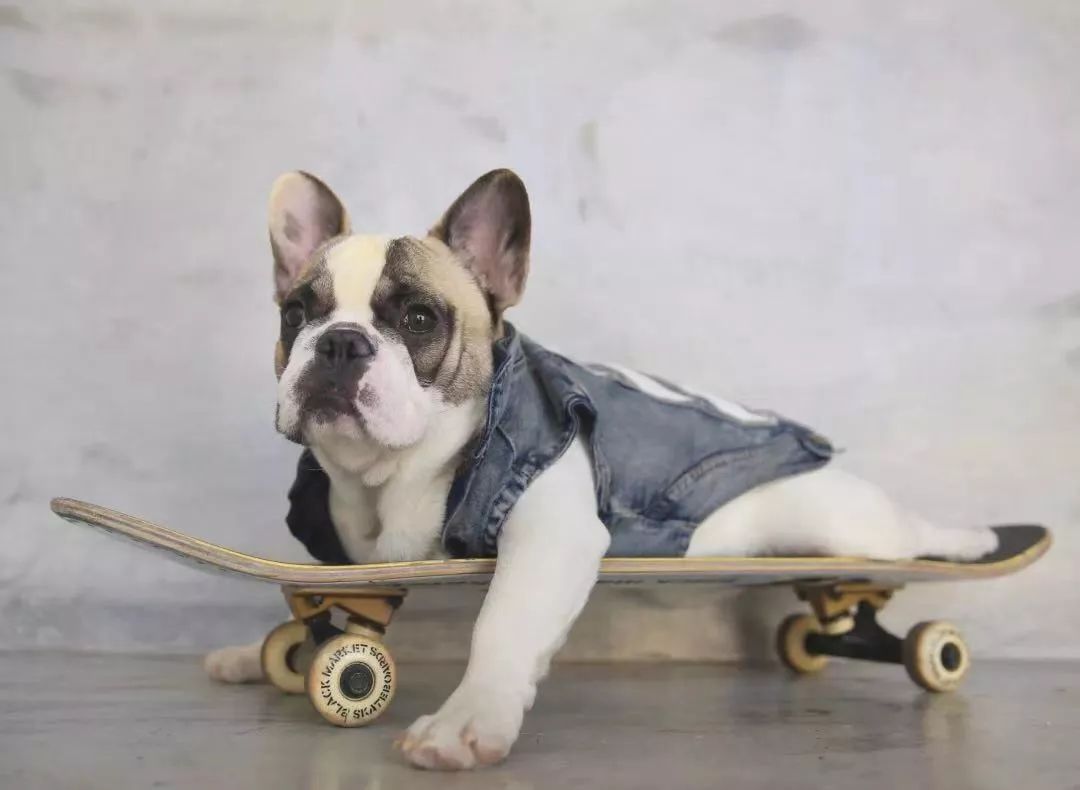 金链子狗潮牌,潮牌boy金链子