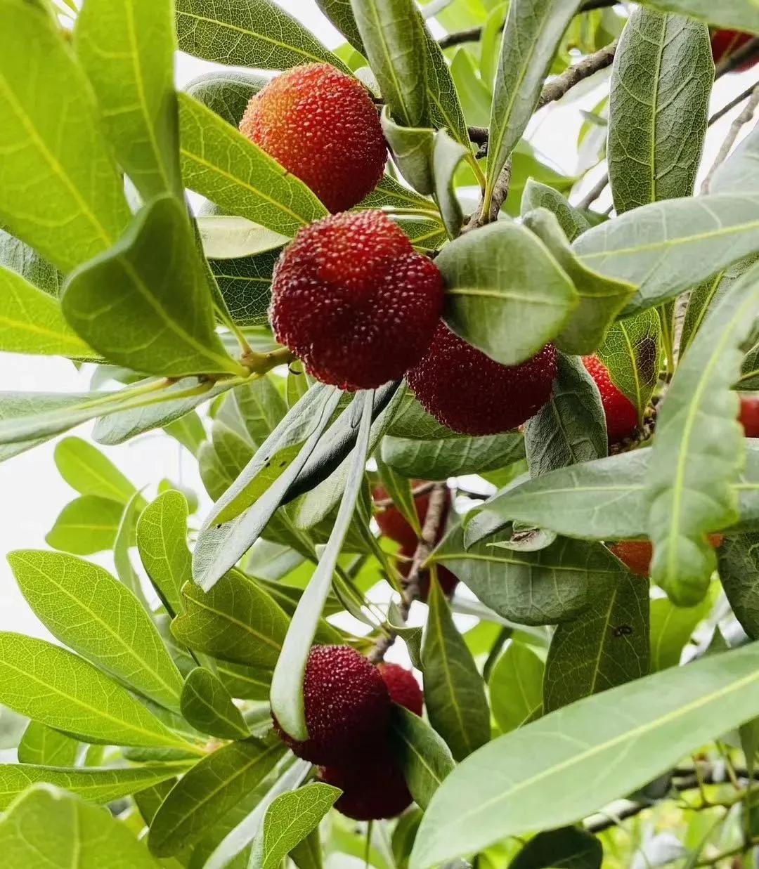 红了!红了!开采啦