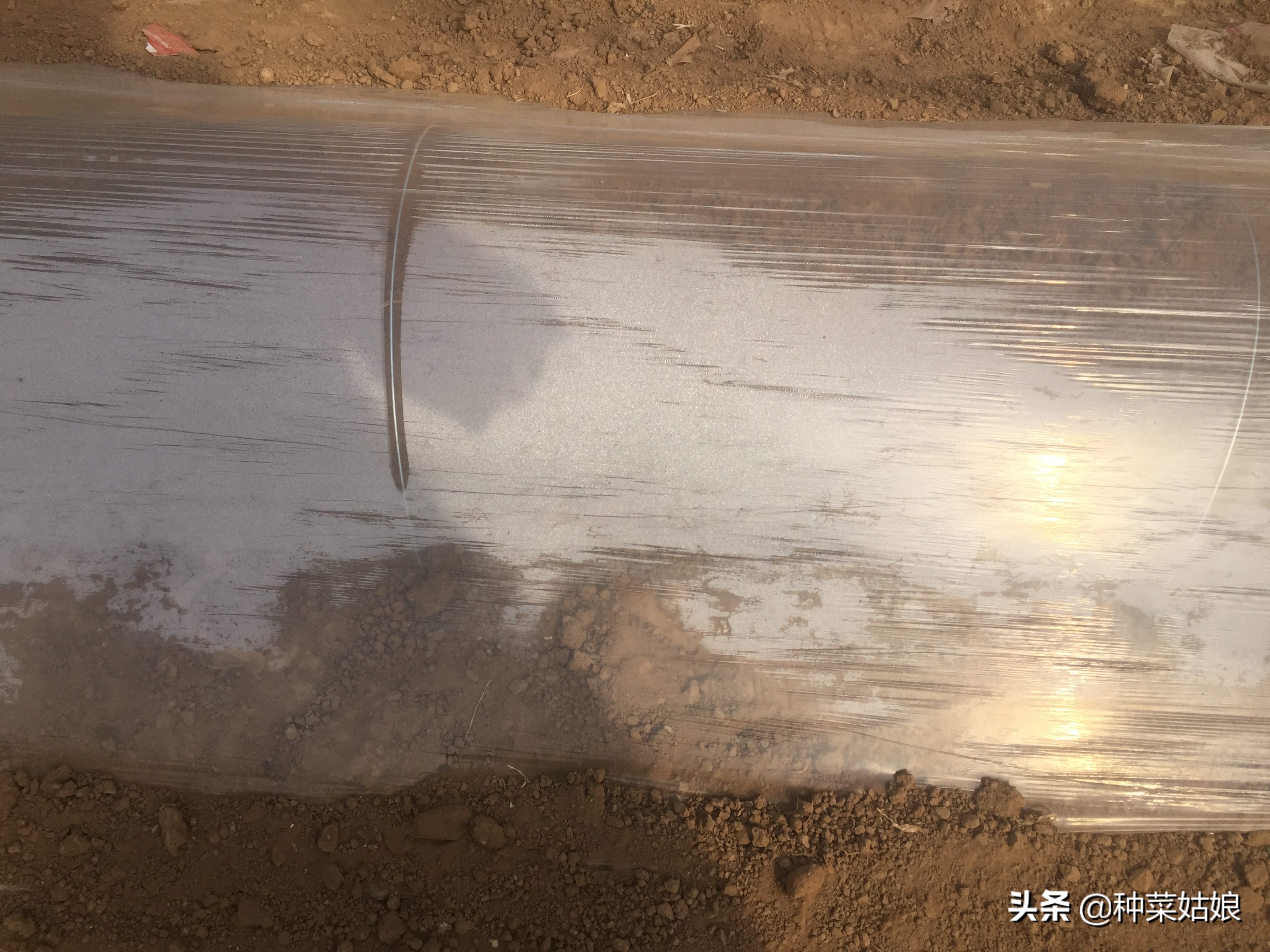 种菜小苗又细又长怎么处理,种菜出苗太多怎么办