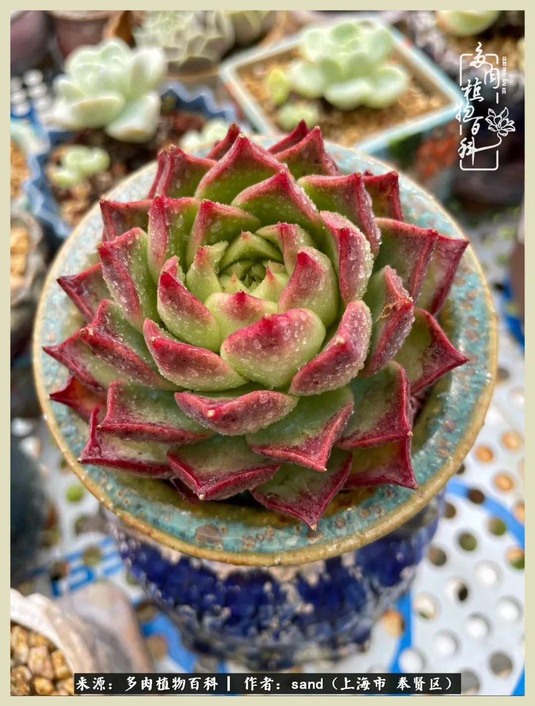 多肉垂落下去该怎么办,多肉在三伏天怎么度夏