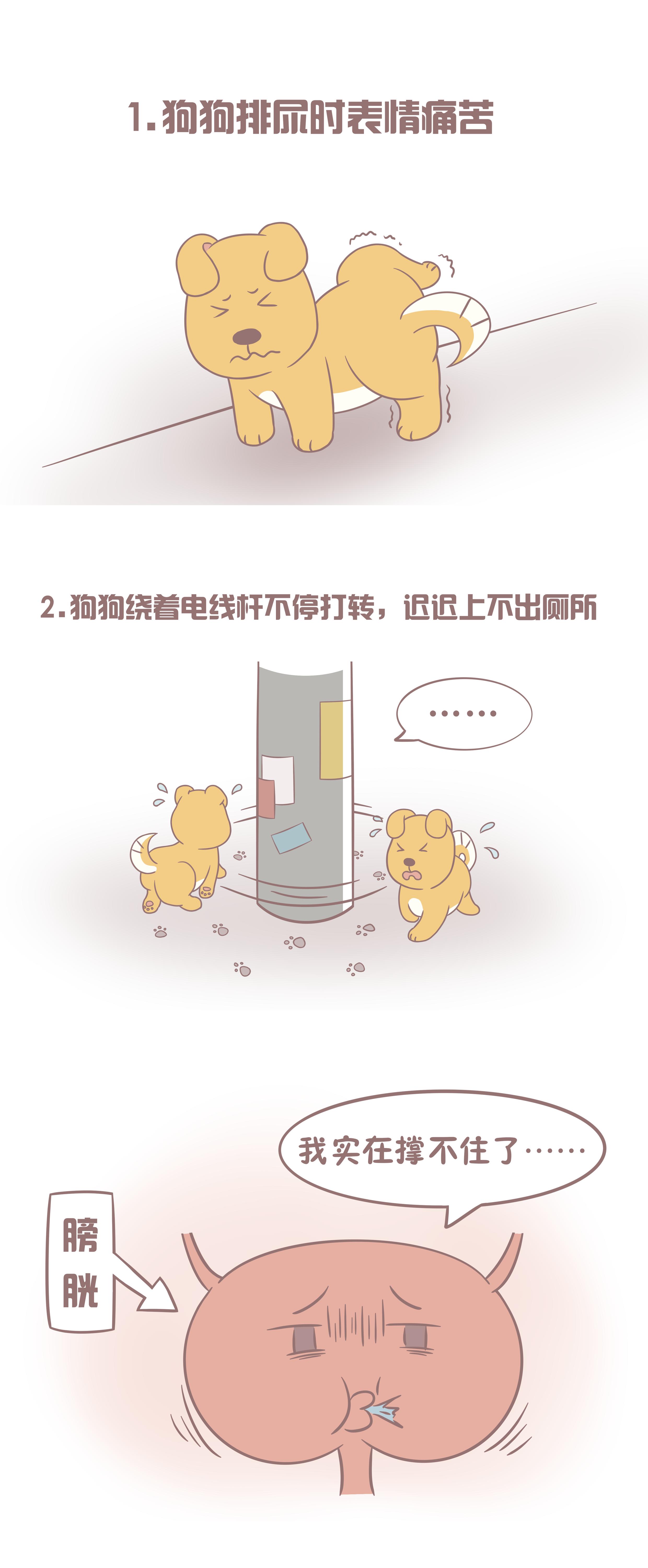 狗狗憋尿时间最好不超过多久,狗狗经常憋尿超过十二个小时