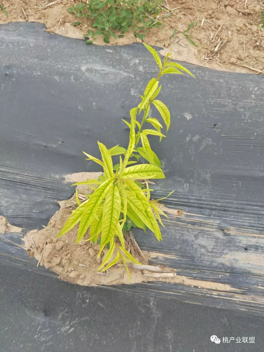 桃树出现黄叶怎么办,桃树黄叶一招解决