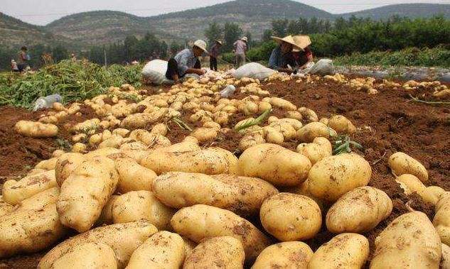 饲料厂做饲料的配方,饲料厂的配方哪来的