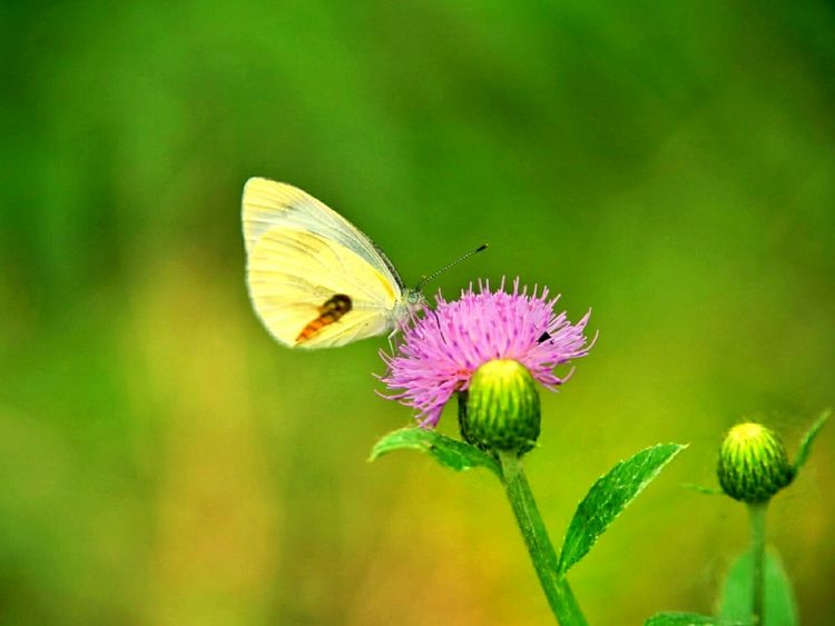 原创蝴蝶恋花,蝶恋花蝴蝶原唱