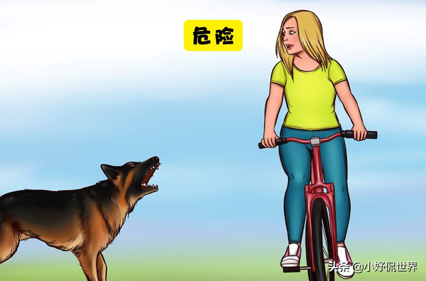 对待流浪狗伤人的方法,如何有效预防和减少流浪狗的出现