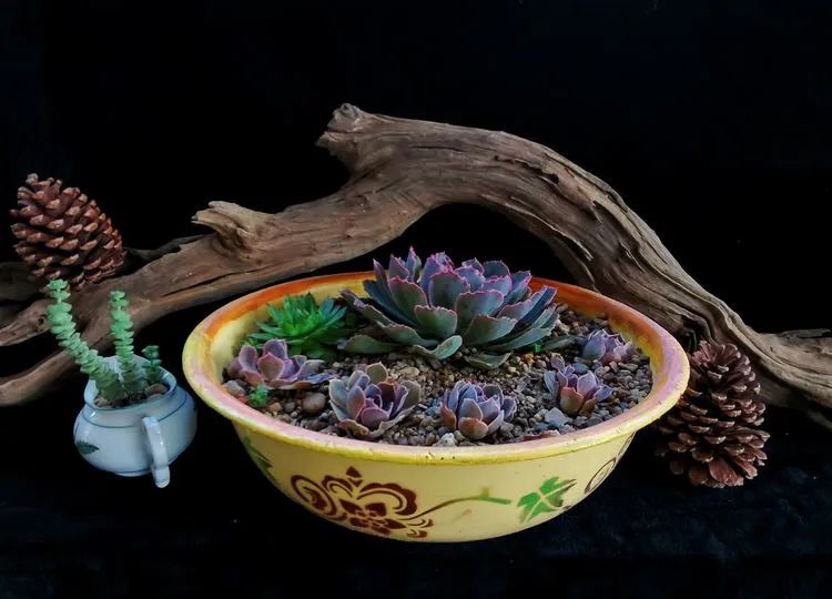 一盆仙人掌和一盆月季的故事,一个多肉的故事