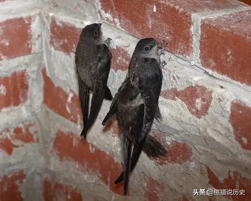 无脚鸟古人,无脚鸟世界上有什么鸟