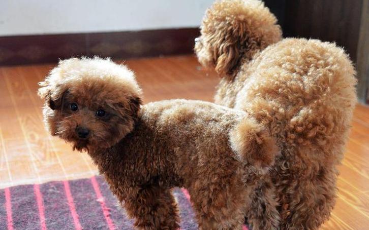 饲养泰迪犬的正确方法,室内饲养泰迪犬应该注意的问题