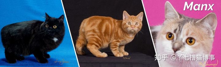 有哪些好看的家养猫,最适合家养的猫咪品种不掉毛