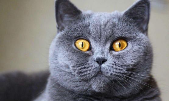 如何看出猫是否觉得你重要,对猫说话的重要性