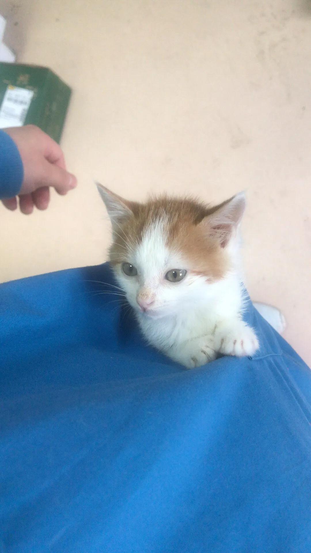 寄生虫的防治知识,寄生虫的防治漫画在线观看