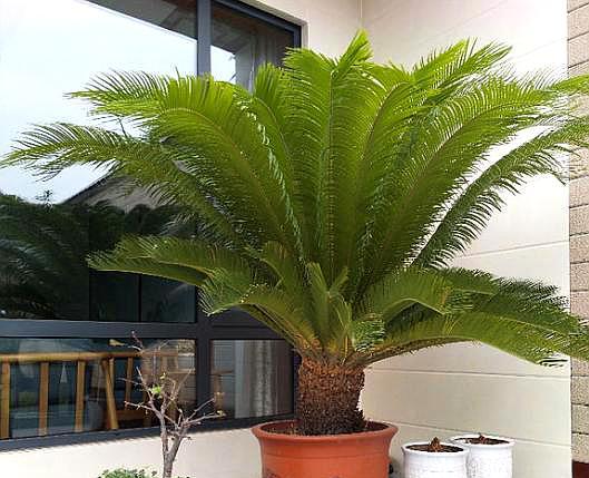 给铁树放硫酸亚铁,给铁树浇水注意事项