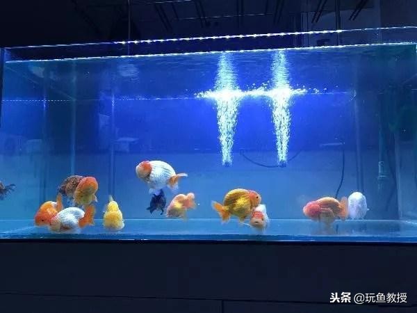 如何快速养出硝化细菌,新手如何养好硝化细菌