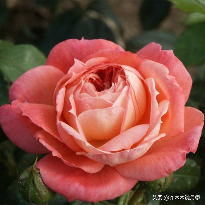 前一段时间买的月季不开花怎么办,月季不开花怎么区分开花颜色