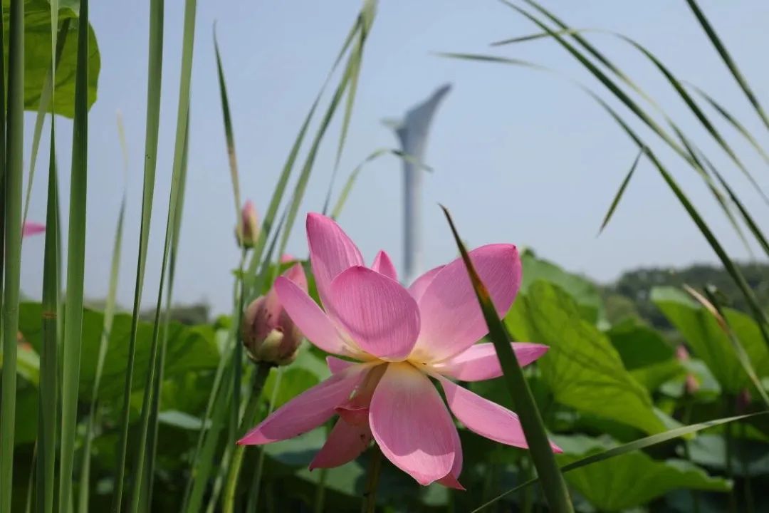 沈阳荷花花海,沈阳周边赏荷花