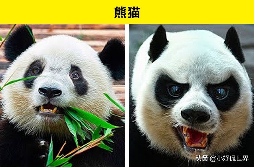 10种动物并没有你想象的那么危险,十种最可怕的动物但很可爱