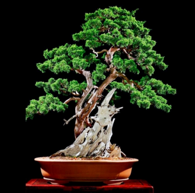 柏树桩盆景的造型,柏树舍利杆与枝条怎么完美过渡