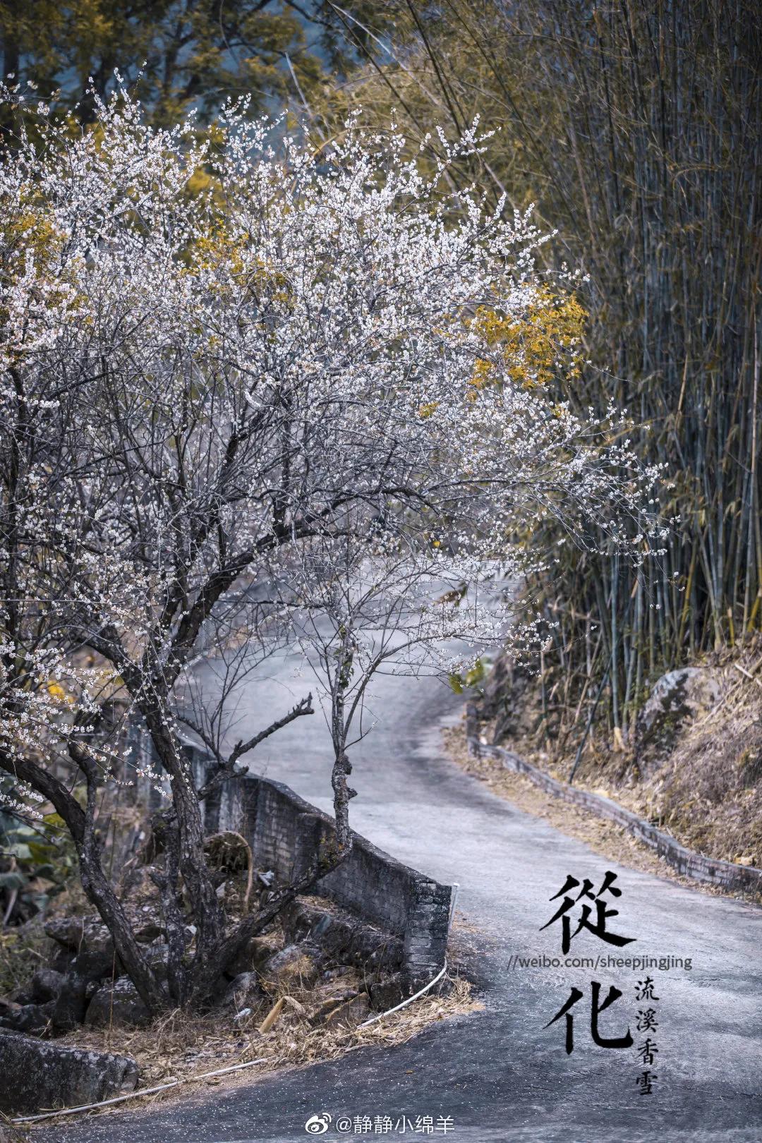 广州现在花开的季节,广州现在什么花开了