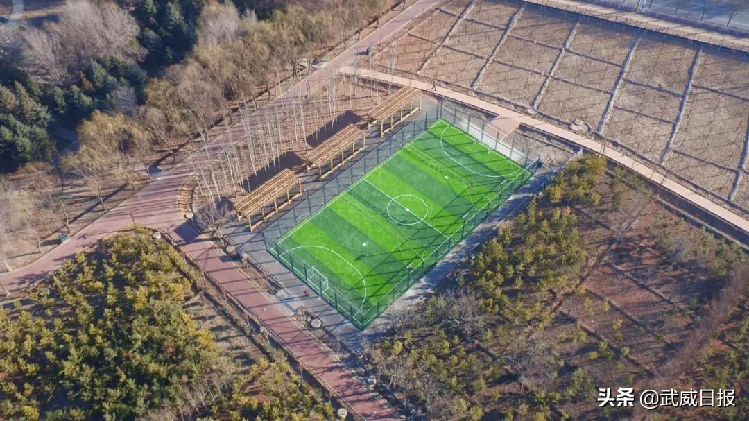 嘘！听说武威有棵树，四个人都抱不住