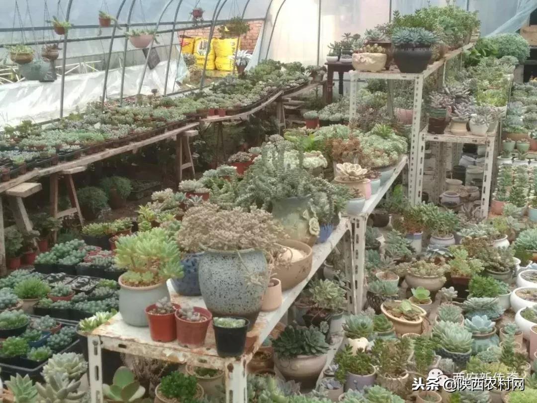 “老吴寻访西府奇人”：一片绿叶创大业