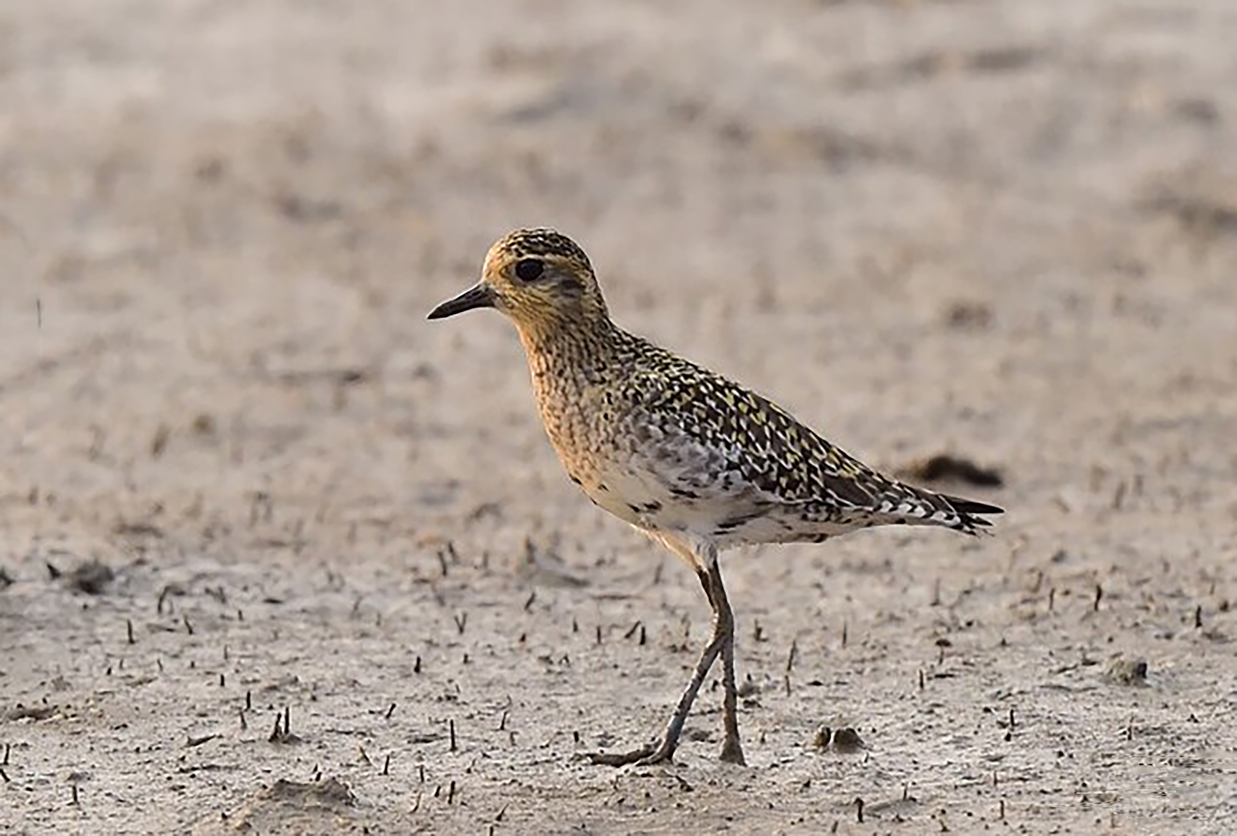 广东常见鸟类图谱图文,广东常见鸟类图谱