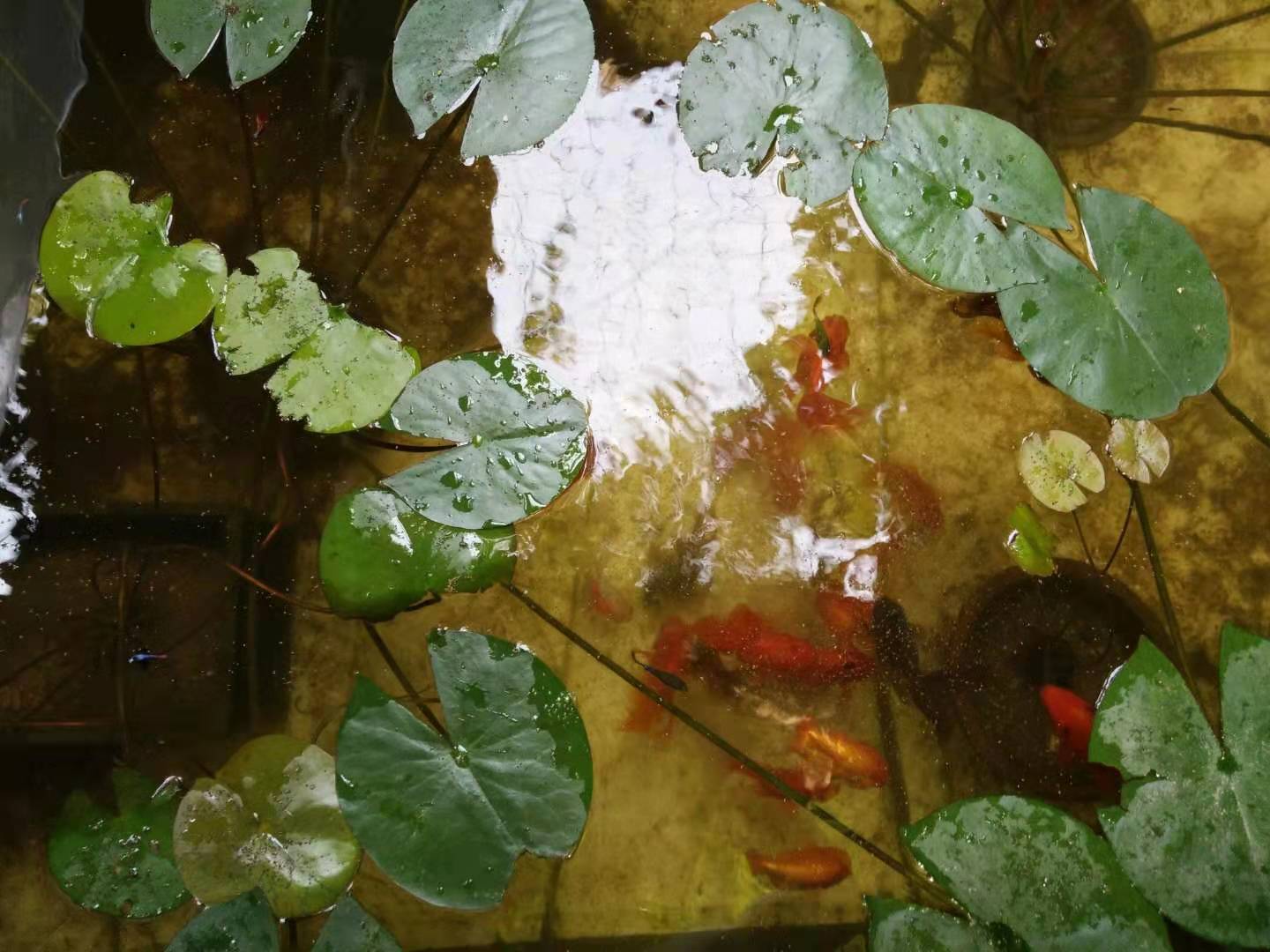 小鱼缸养金鱼的正确方法,想要养好小金鱼怎么办