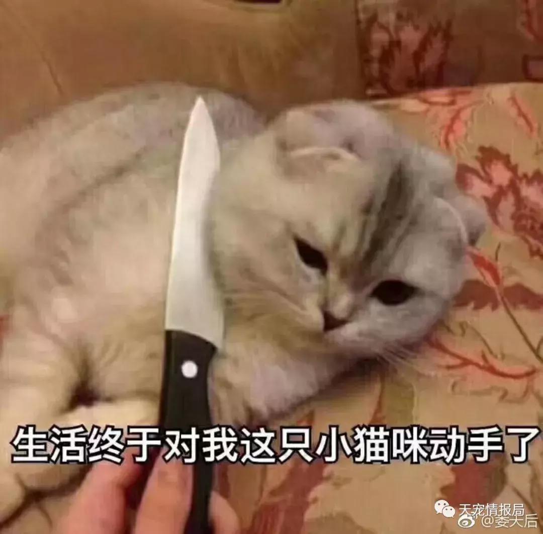 猫奴一定要知道的身体语言,猫奴必看猫咪喝水需要注意的事