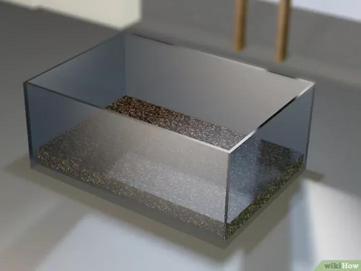 怎么养蜗牛宠物,怎么养野生蜗牛做宠物