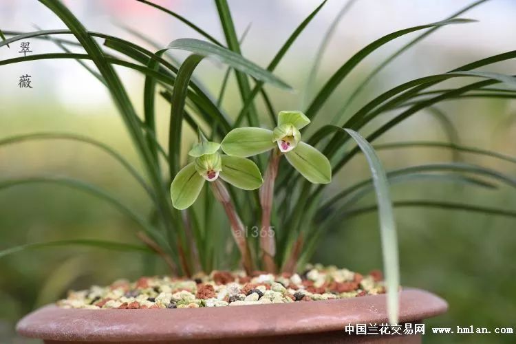 兰花怎么养才能让根腐死,松树皮与熟腐松针可混合养兰花吗