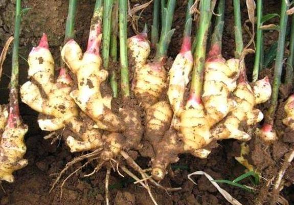 种植生姜需要天天浇水,生姜种植苗期松土的好处