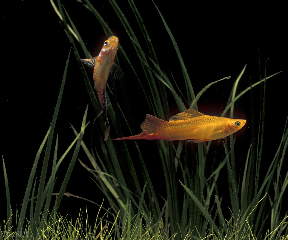 红剑鱼需要怎么养,红剑鱼怎么养才能长久地活下来