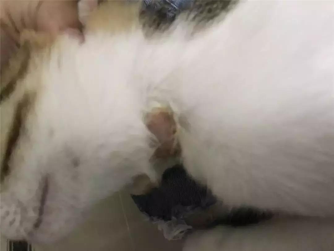 我亲手给猫戴的某款驱虫项圈，差点要了猫的命