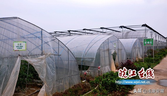 和县蔬菜产业发展,蔬菜产业如何与乡村振兴有效衔接