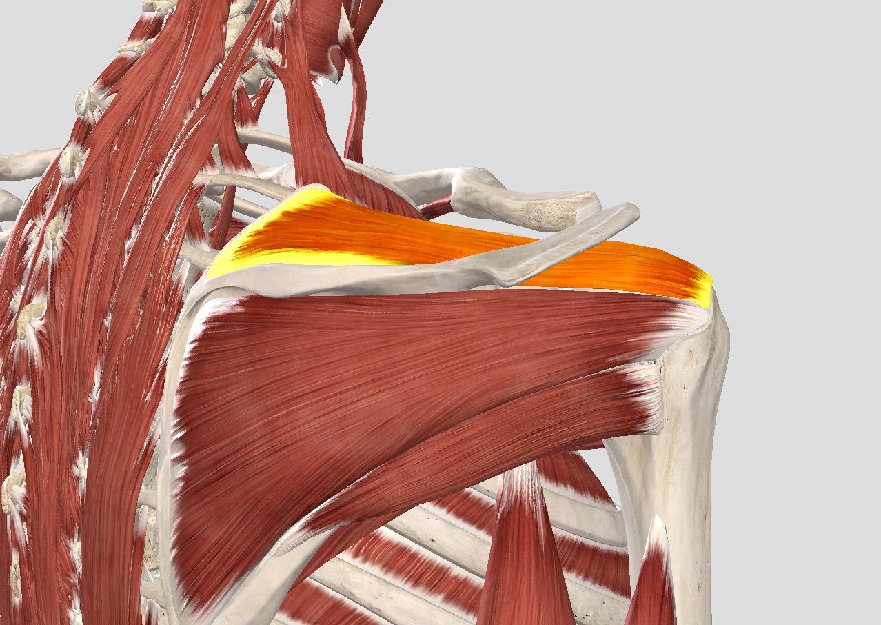 肩周炎肩膀疼可以推拿吗,治疗肩周炎艾灸和按摩哪个效果好