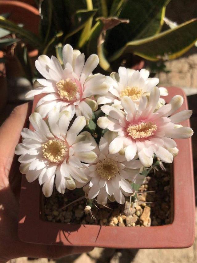 露养的仙人球怎么过冬,露养养多肉需要注意什么