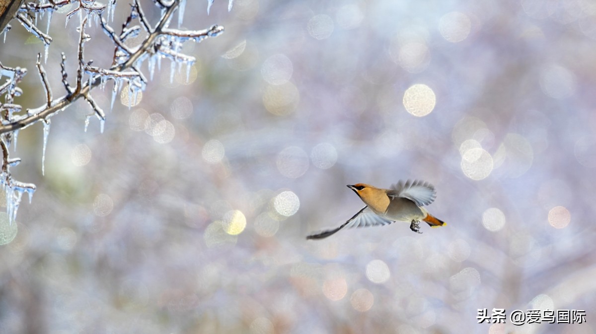 极简鸟类摄影欣赏,2019鸟类摄影作品欣赏