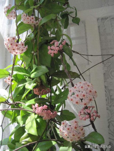 适合室内种植的爬藤植物有哪些,适合室内种植爬藤植物