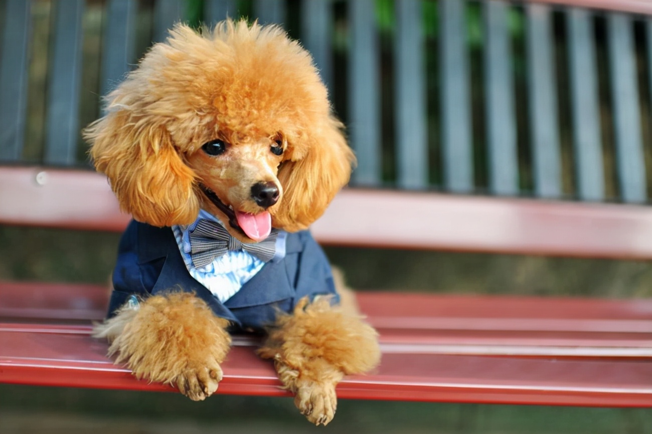 贵宾犬红色泪痕什么原因,贵宾犬为什么会软便带血