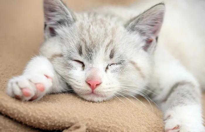 小猫咪爱调皮怎么办,小猫咪爱叫唤怎么办