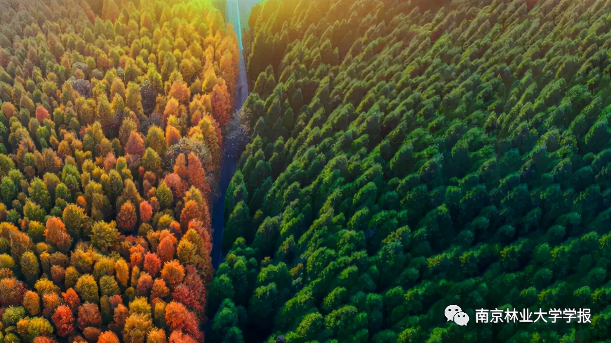 芽孢杆菌鉴定及菌株功能研究,蜡样芽孢杆菌标准菌株验证