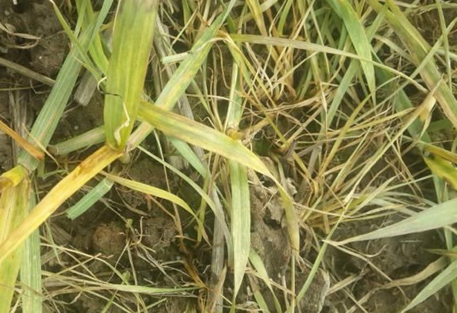 小麦一片一片发黄是不是病怎么治,天气小麦发黄怎么办